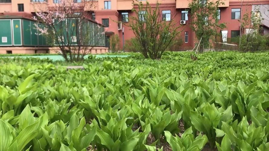 坤德花園怎么樣（坤德花園怎么樣？）